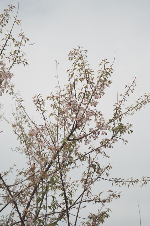 Free Delicate cherry blossoms blooming on tree branches against a soft sky. Stock Photo