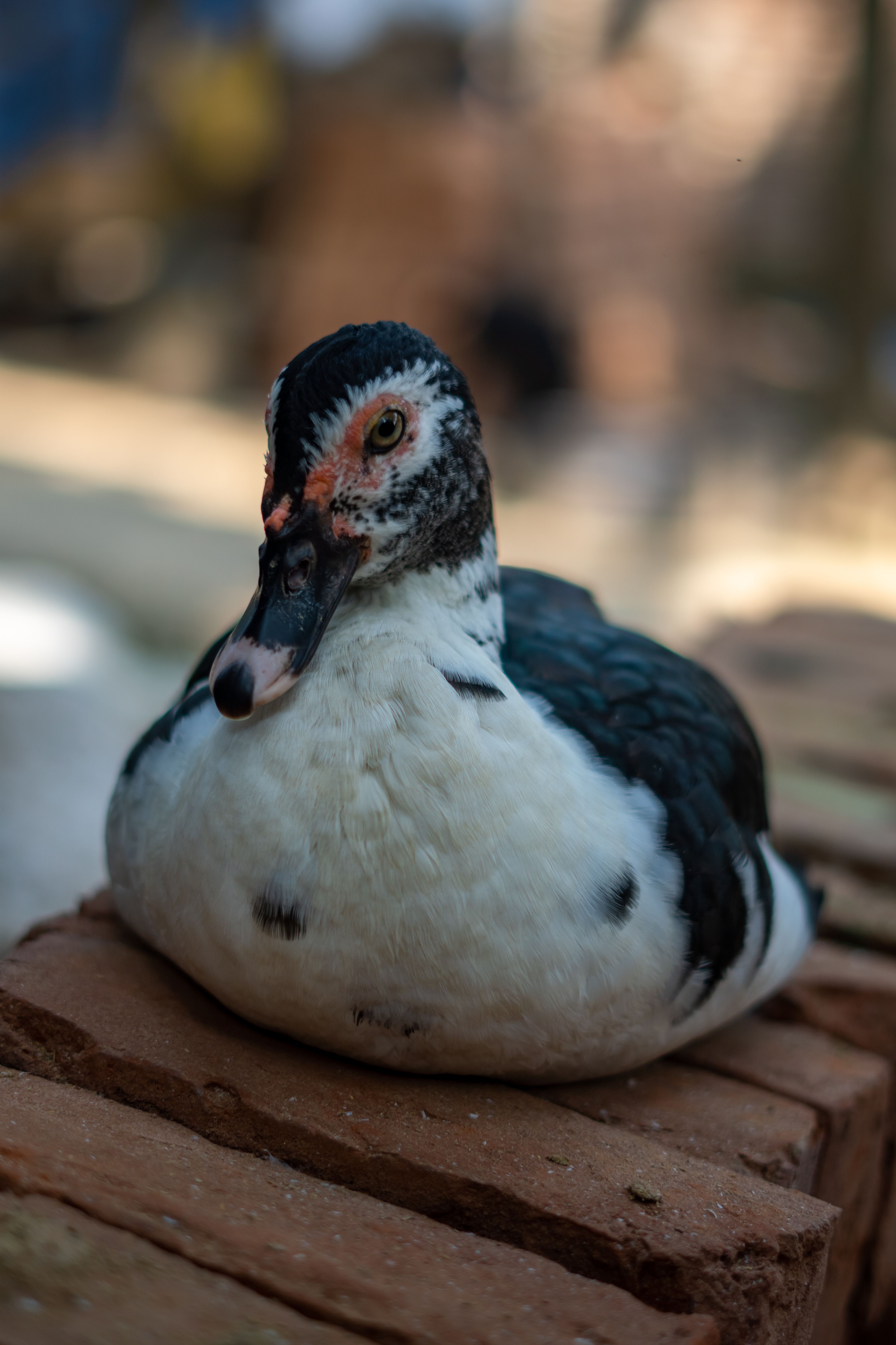 Portrait of a Muscovy duck relaxing on brick surface outdoors, showcasing its unique plumage.