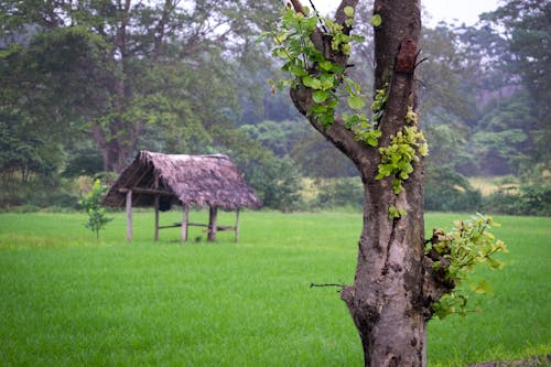 Free stock photo of greenery, hut, shelter