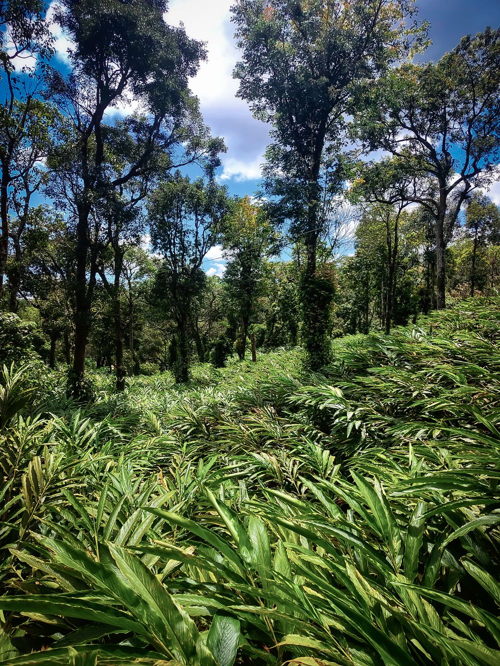 Cardamom plantation on a forested hill slope in Udumbanchola, Idukki