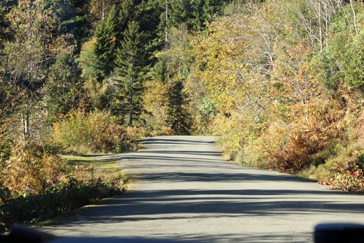 A tranquil forest road bordered by trees in early autumn, capturing warm light and a sense of peacefulness.