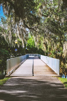 Serene bridge under trees with draping Spanish moss in a lush green park.