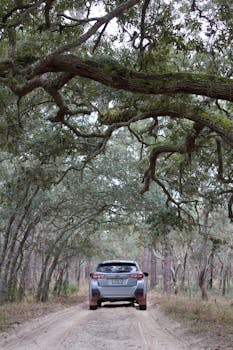 A car travels through a scenic forest pathway surrounded by trees.