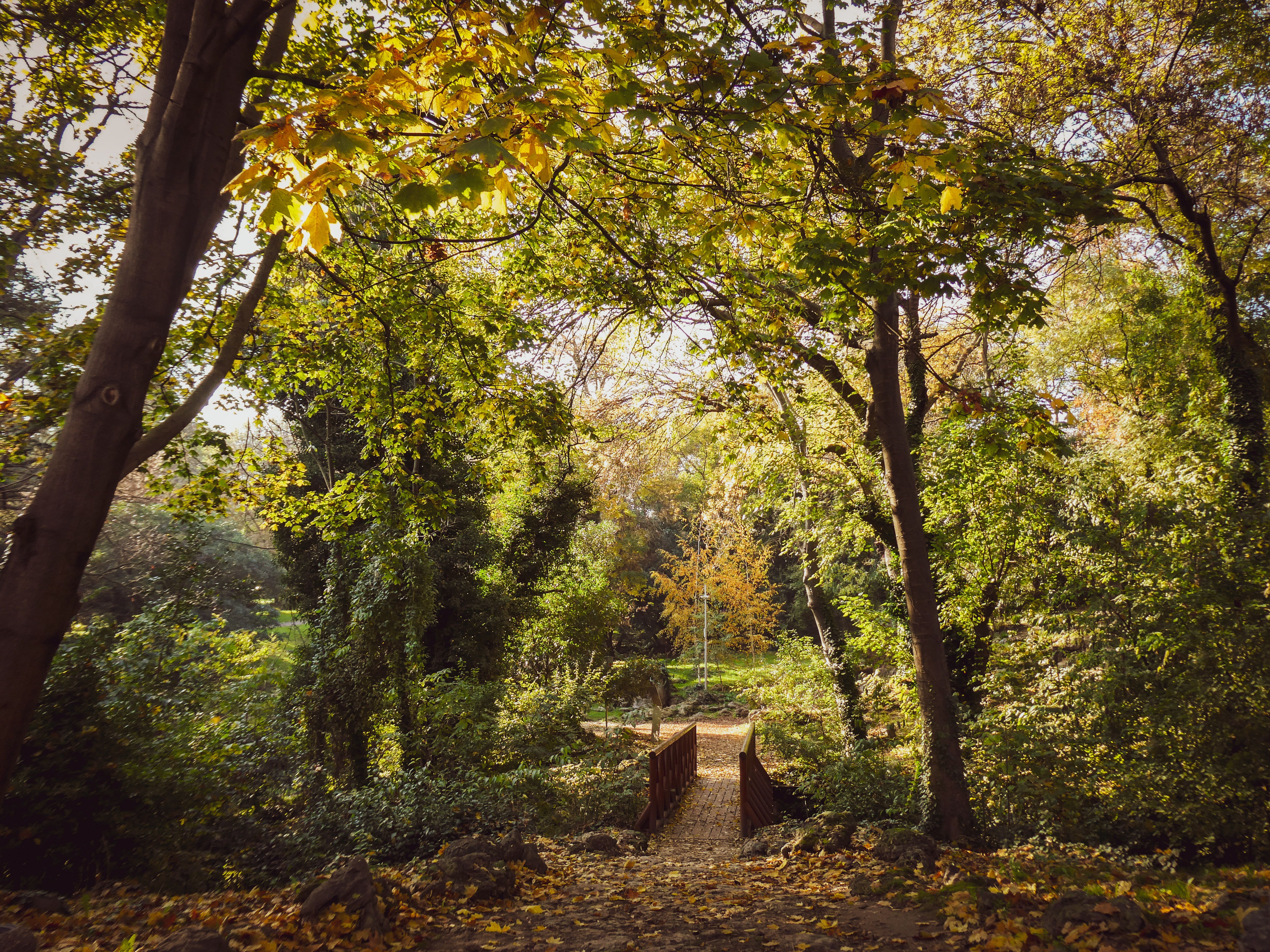 Serene Autumn Forest with Wooden Bridge · Free Stock Photo