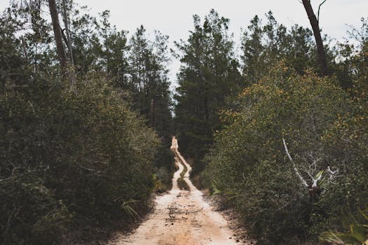 A serene dirt road winds through a dense forest, perfect for nature enthusiasts.