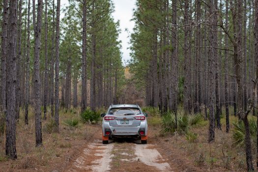 Silver car parked on a narrow forest path amid tall pine trees, conveying a sense of adventure.