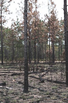 A serene view of a burnt forest showing nature's resilience after a wildfire.