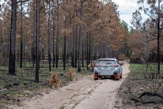 An SUV drives down a sandy path through a forest recovering from wildfire, showcasing resilience.
