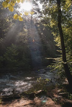 Peaceful forest scene with sunlight streaming through trees by a river.