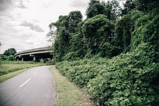 A serene pathway under an overpass surrounded by lush, green vines and foliage in daytime.