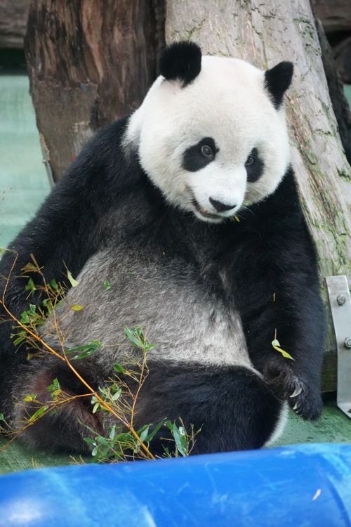Free A giant panda lounging with bamboo in its zoo enclosure, exhibiting calm and charming behavior. Stock Photo