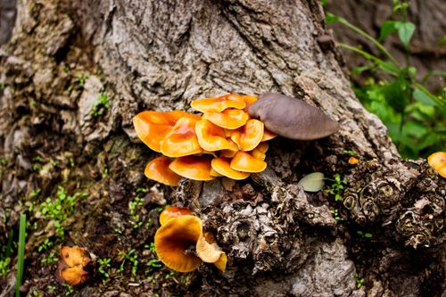 Free Bright orange mushrooms growing on a tree trunk, adding a pop of color to the natural surroundings. Stock Photo