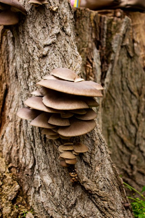 Oyster mushrooms on a tree trunk