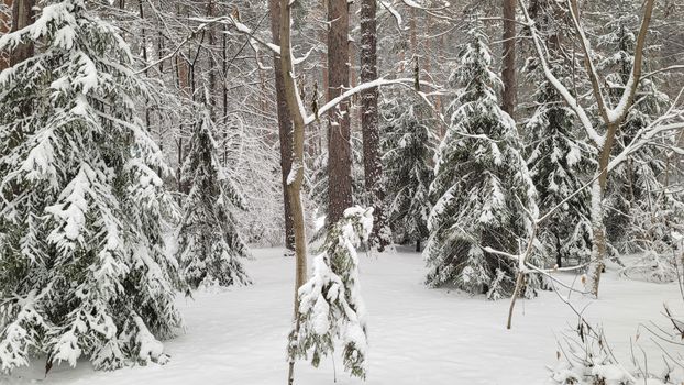 Serene snowy forest with snow-laden pine trees during winter.