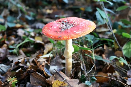 Free Close-up of a vivid red fly agaric mushroom amidst forest leaves, showcasing nature's vibrant autumn beauty. Stock Photo