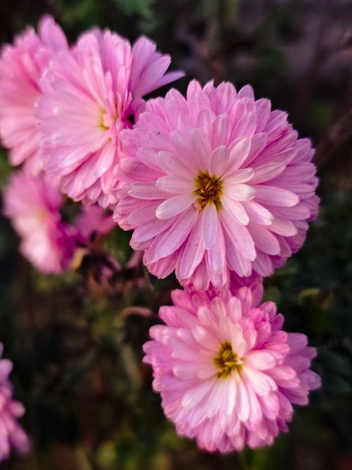 Free A stunning close-up of pink chrysanthemums showcasing vibrant petals and lush greenery. Stock Photo