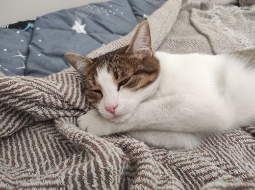 Free A serene cat lies on a cozy blanket indoors, capturing warmth and relaxation. Stock Photo
