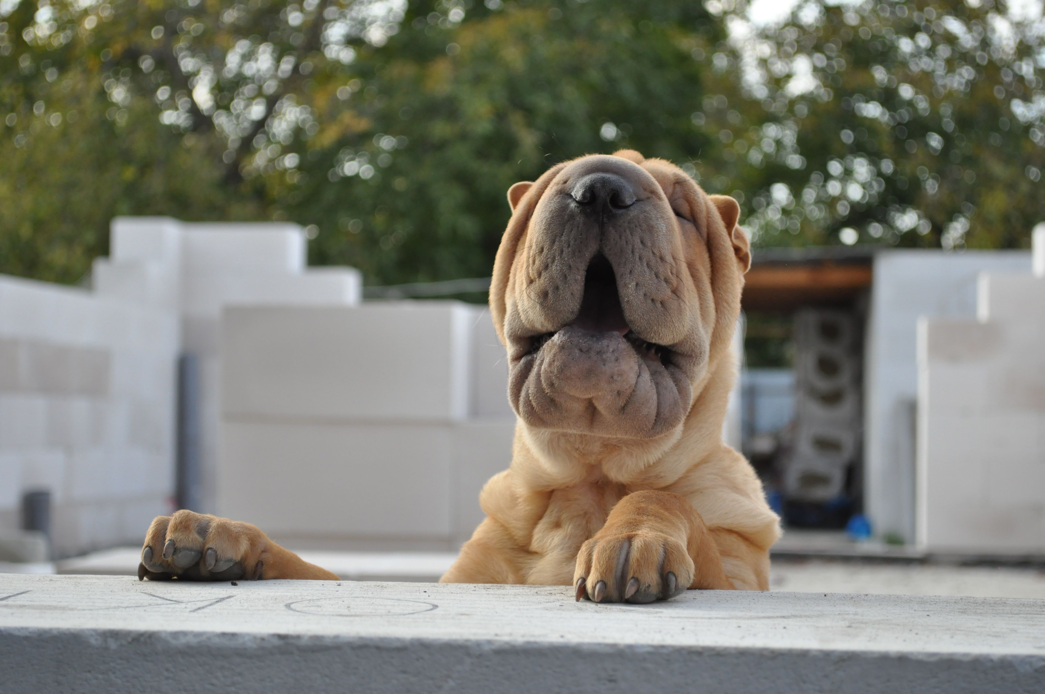 Close-up view of a Shar Pei dog looking curious while standing outdoors.