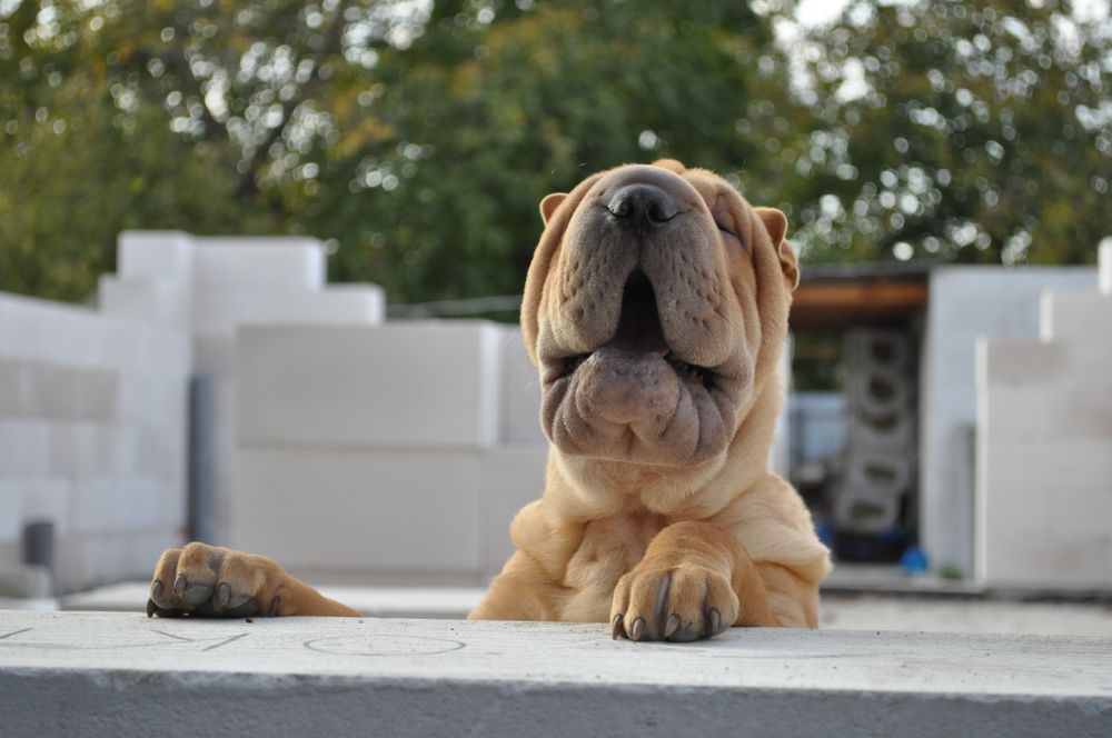 Shar-Pei, photo 3
