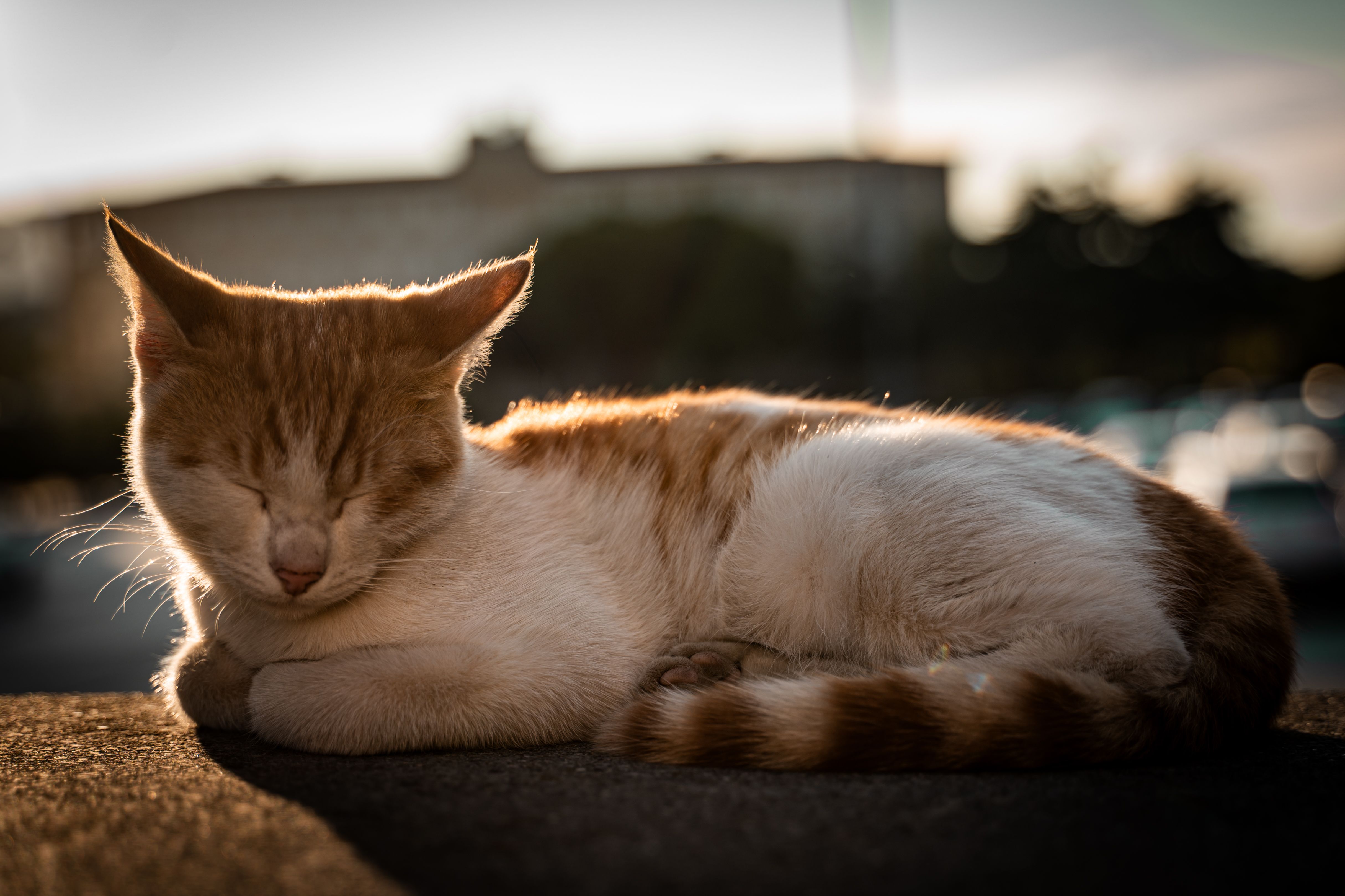Katze im Sommer heiß schläft Hitze Innenraum