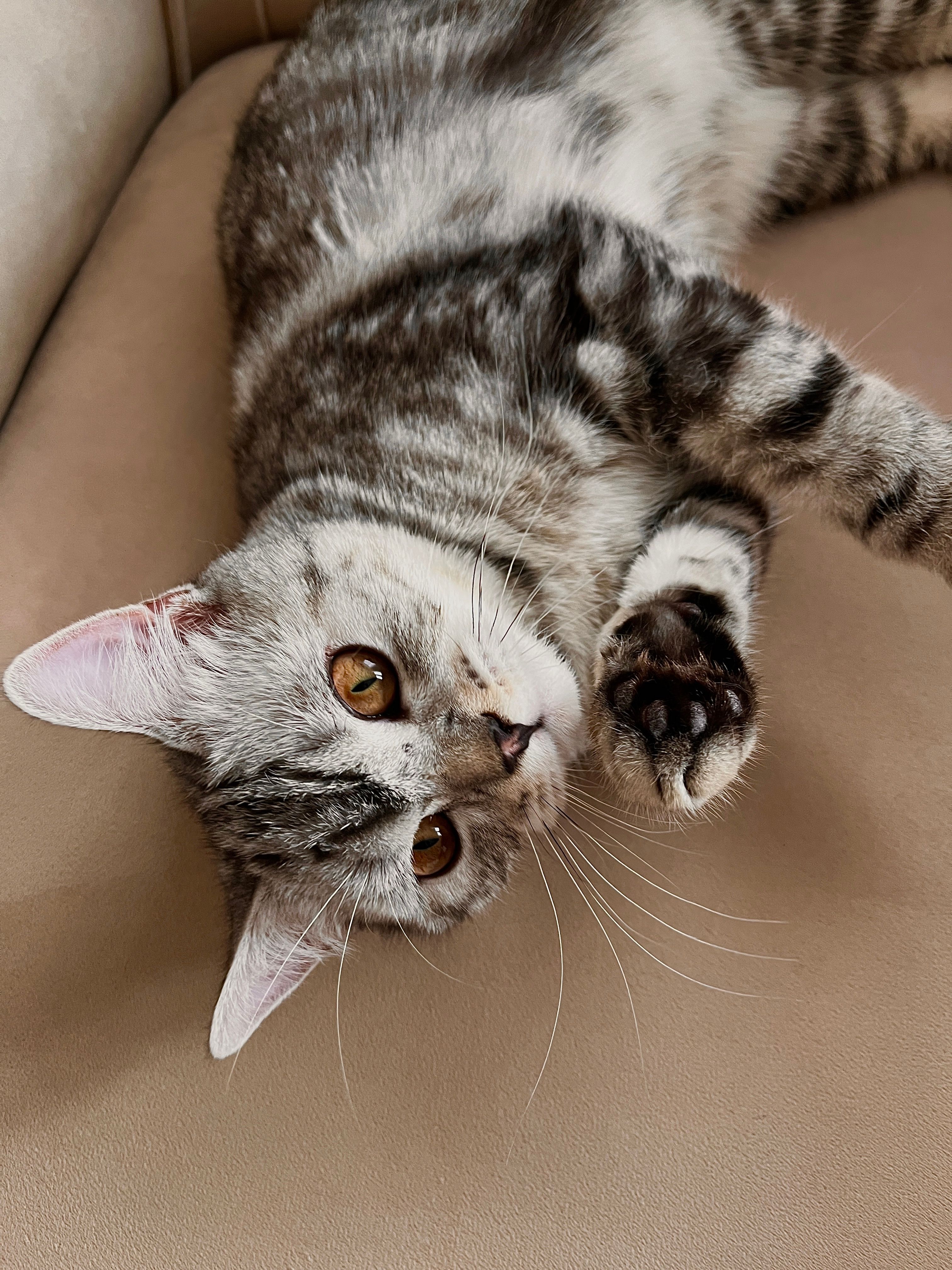 Adorable Grey Tabby Cat Relaxed Indoors · Free Stock Photo