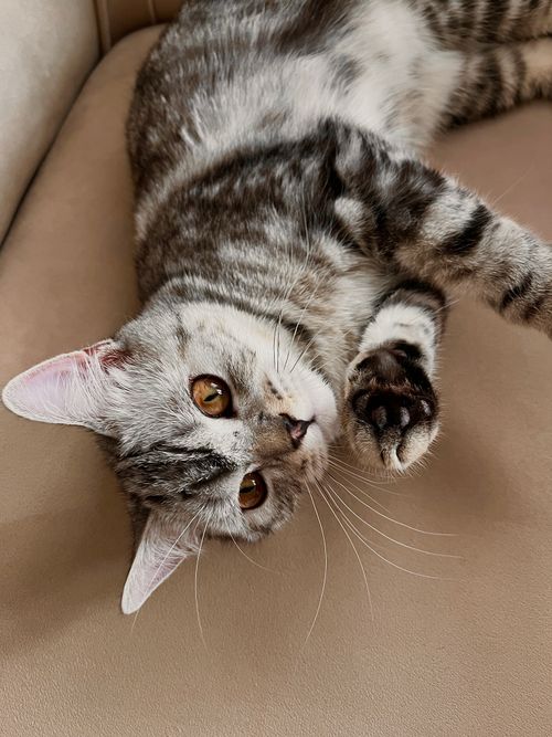 Free Charming grey tabby cat lounging comfortably indoors on a soft surface. Stock Photo