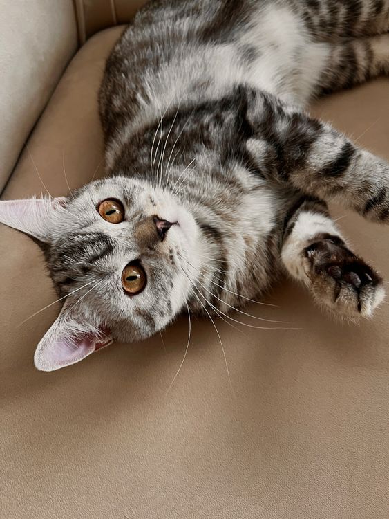 Adorable Gray Tabby Cat Relaxing Indoors · Free Stock Photo