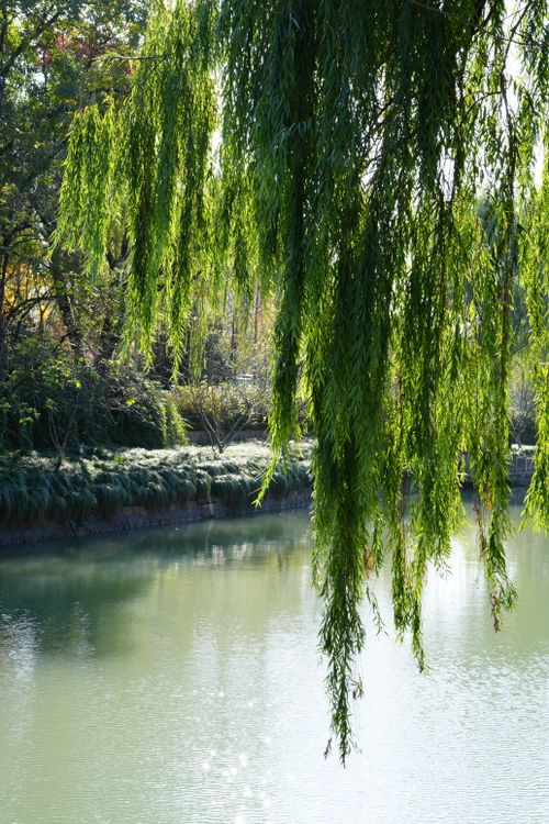 Free Serene autumn view of a willow tree over a calm pond reflecting nature's beauty. Stock Photo