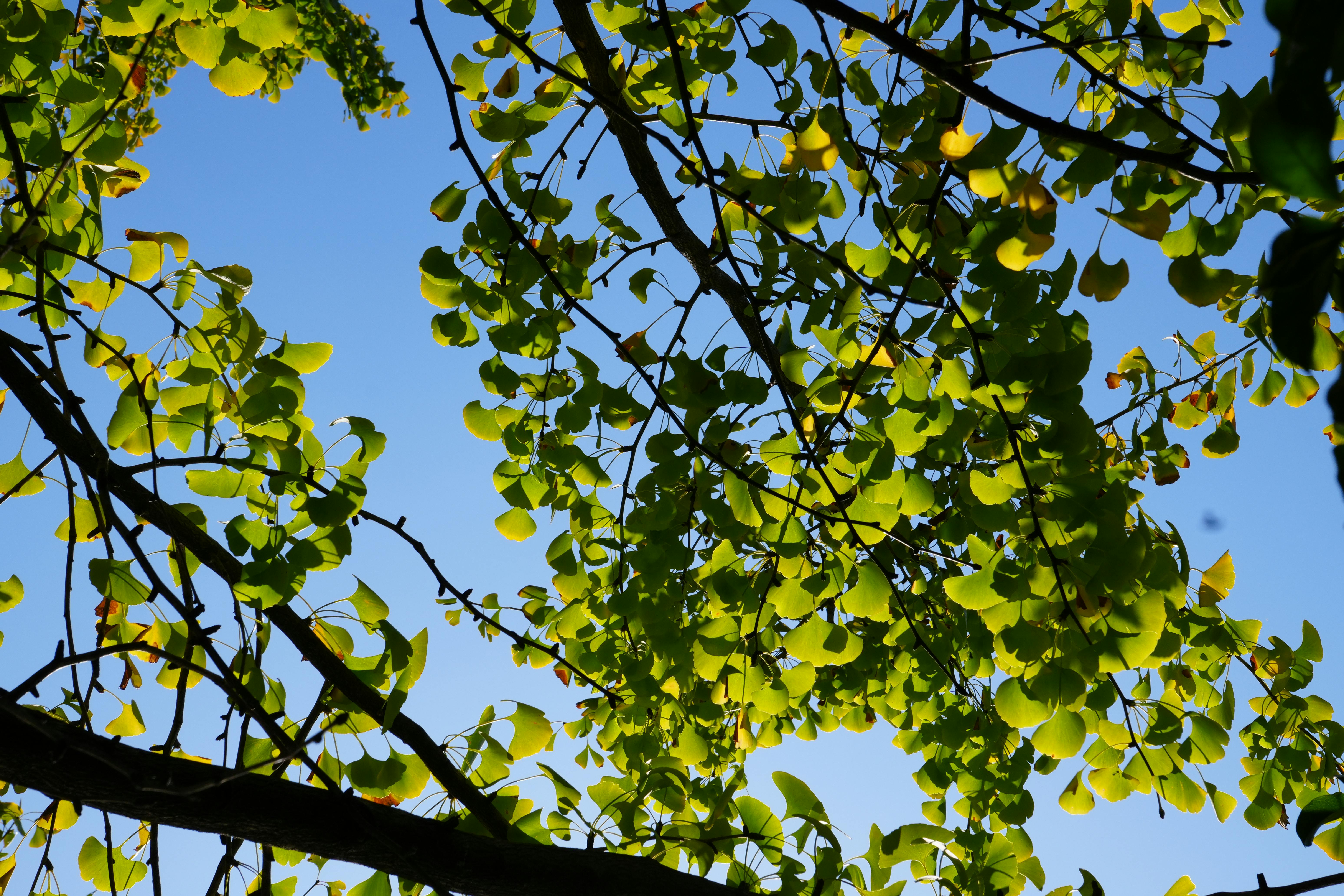 Secret Urban Gardening Techniques Revealed