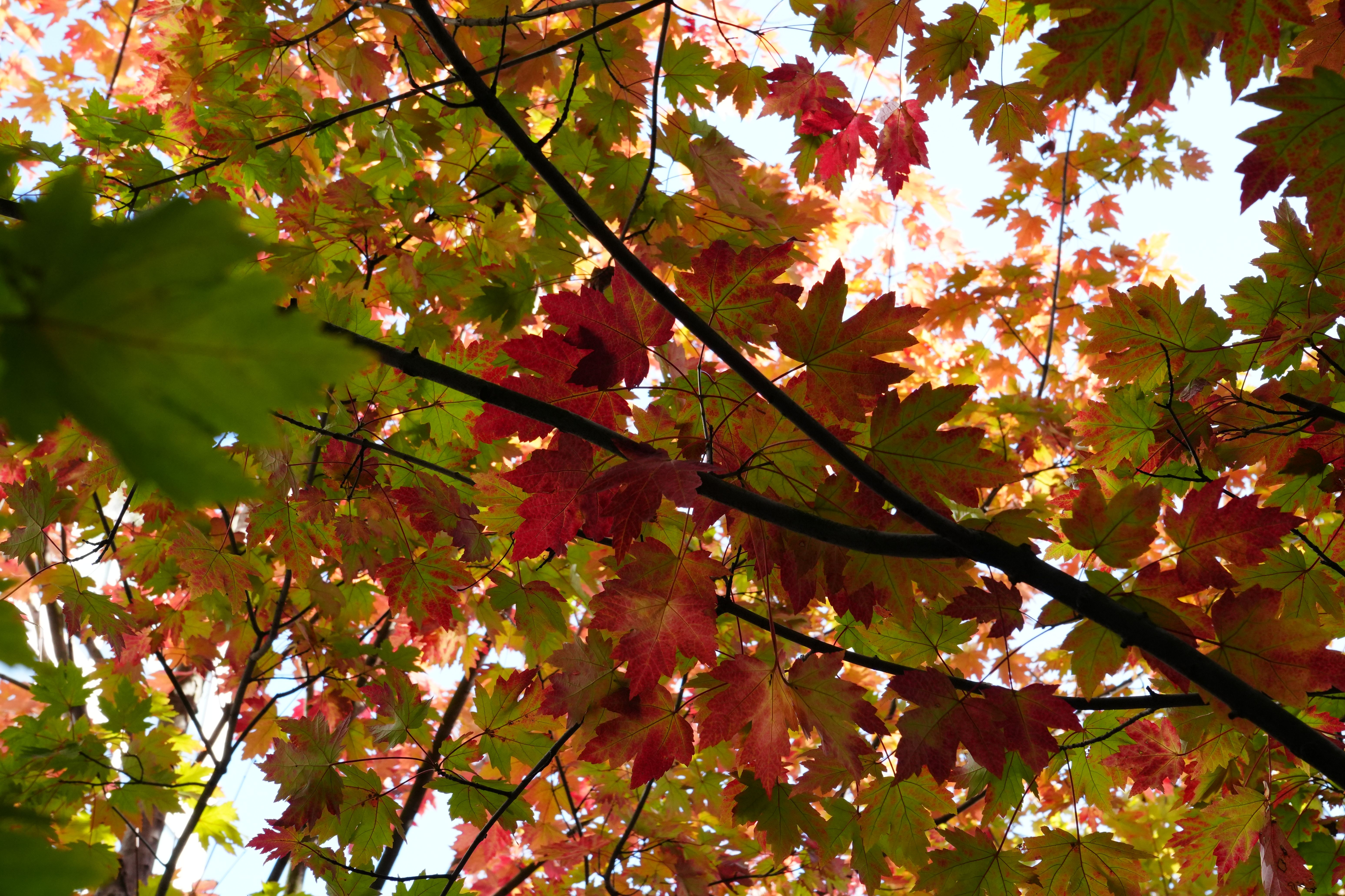 Colorful autumn leaves create a vibrant canopy in a sunlit urban garden setting