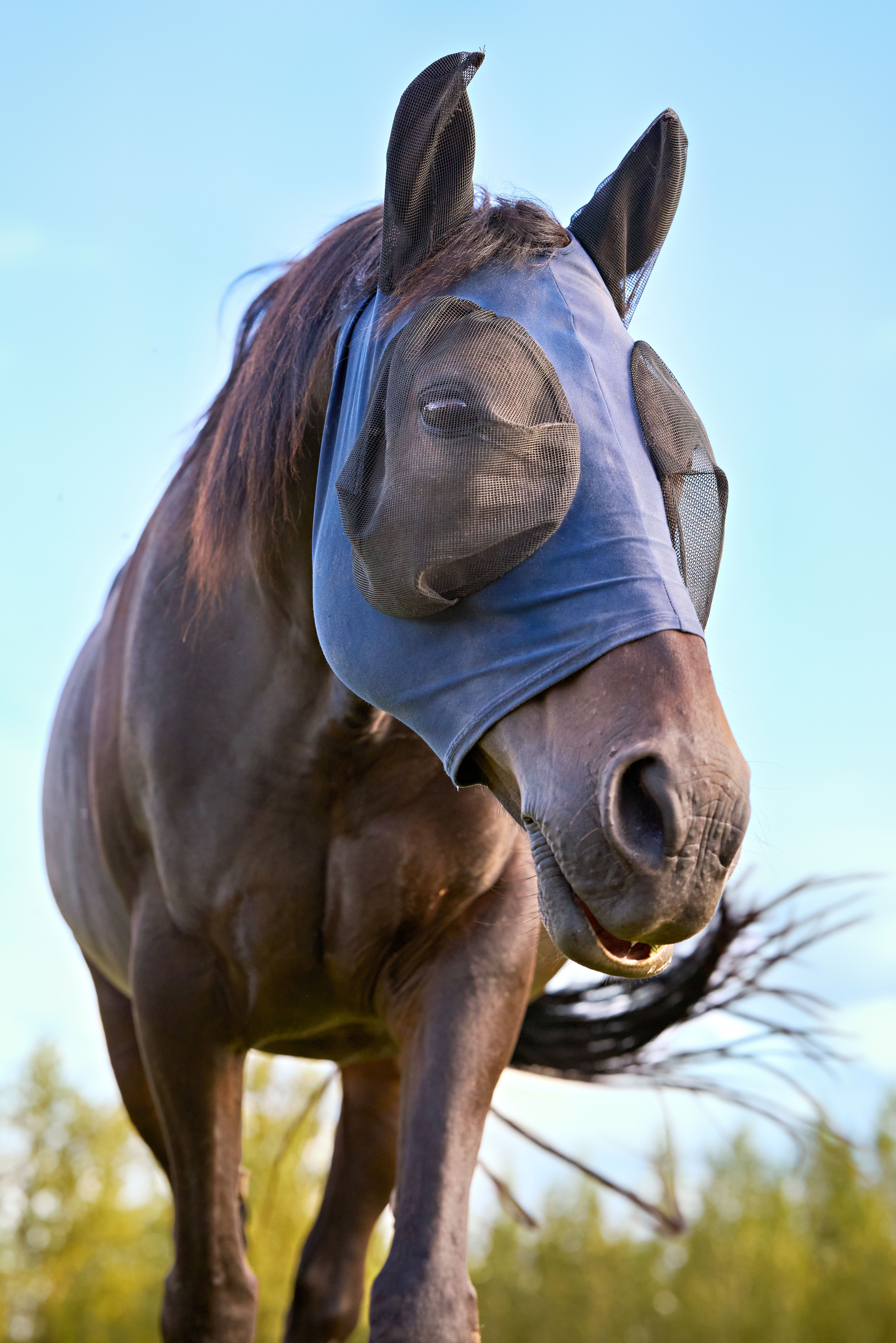 Majestic horse wearing a fly mask standing in a serene summer field under a blue sky.