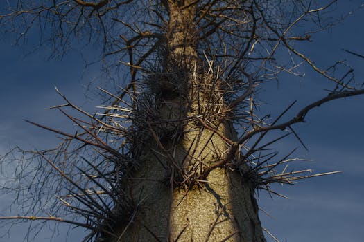 Close-up of a spiny tree under a dramatic fall sky, capturing nature's intimidating beauty.