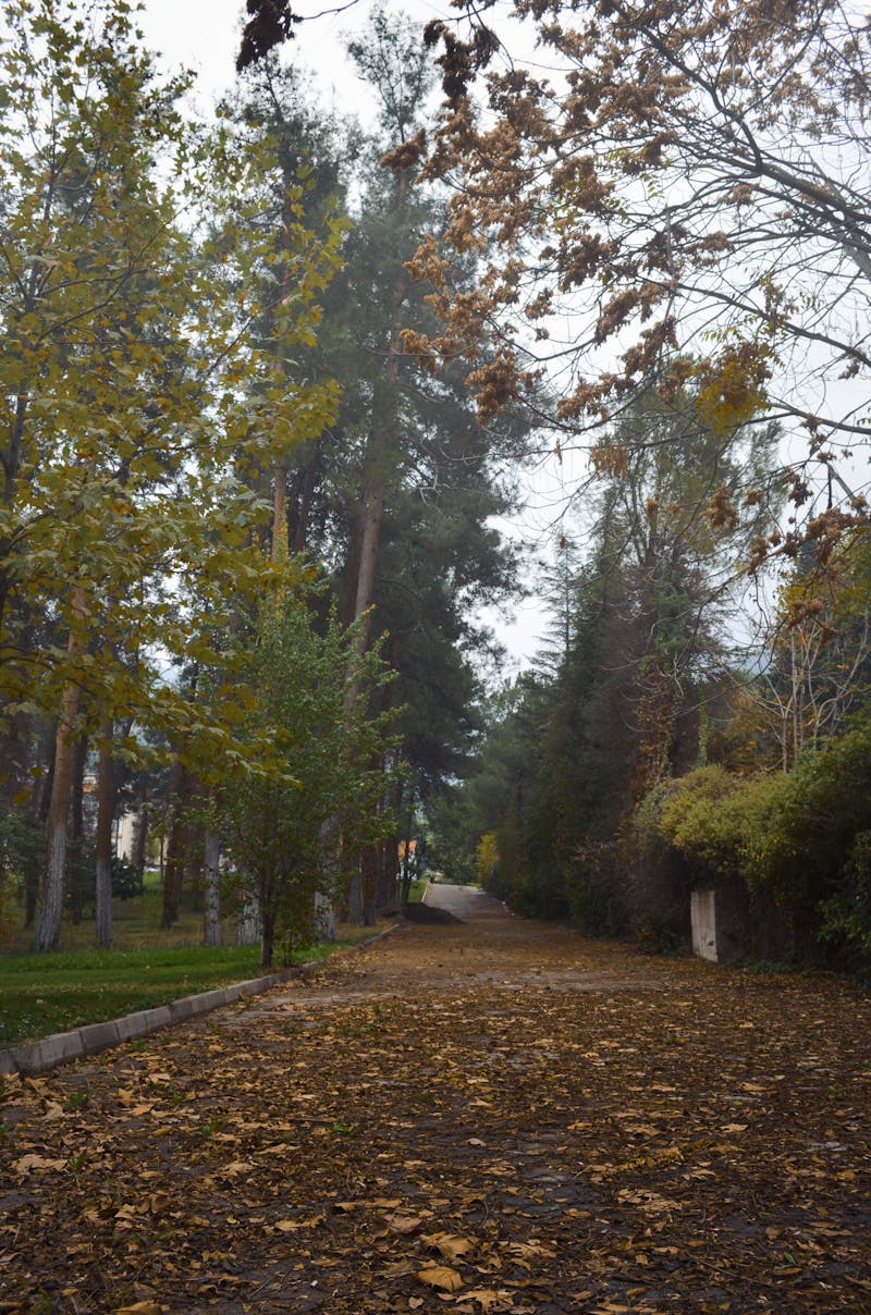 A serene natural setting