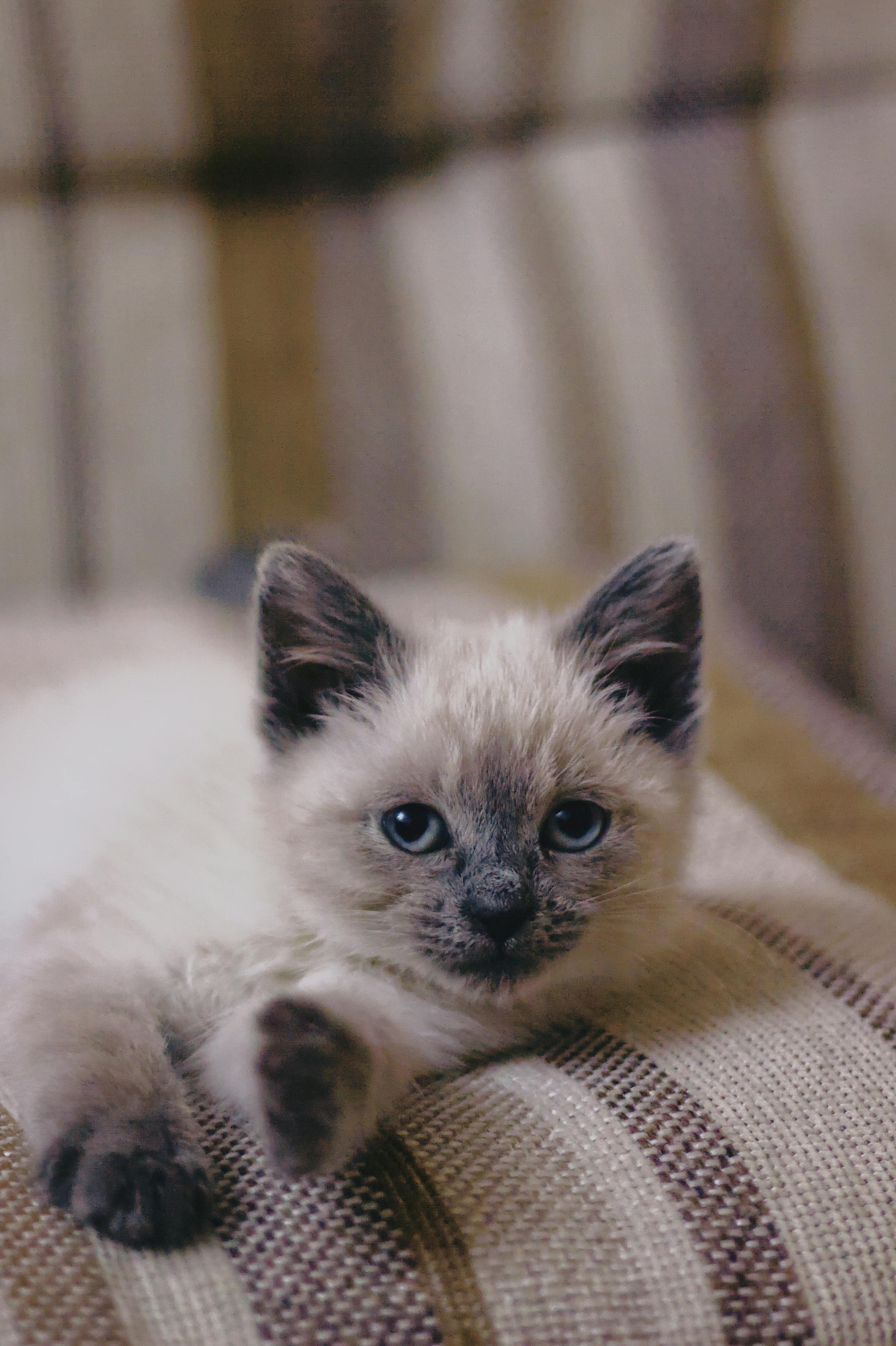 Close-up of a cute Siamese kitten lying on a striped sofa indoors, showcasing its playful innocence.