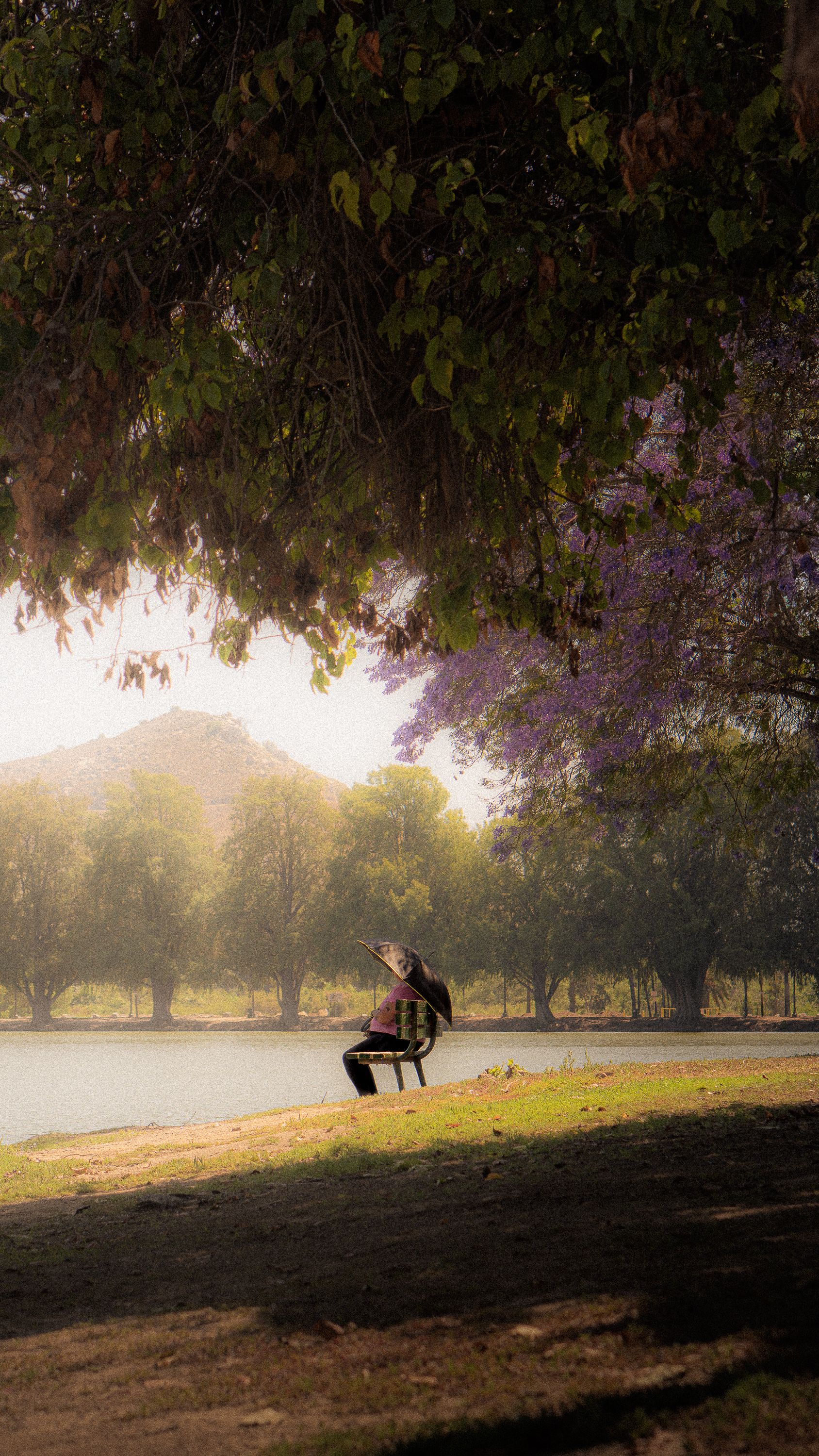 Fotomural Una persona relajándose en un banco bajo frondosos árboles junto a un tranquilo lago en un parque de California.