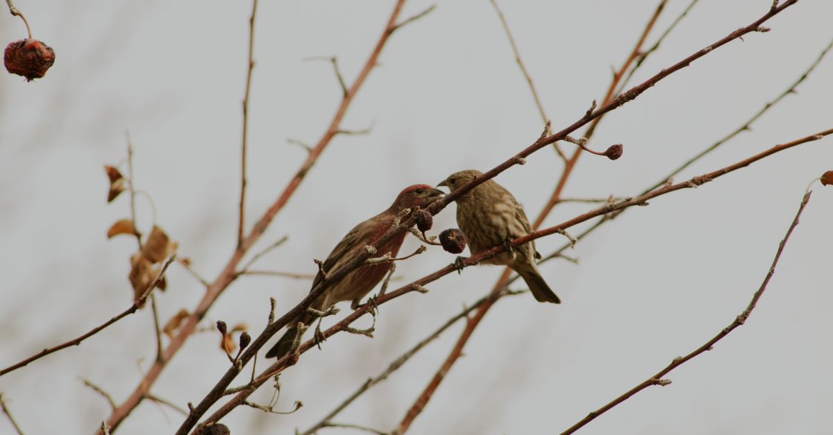 Single Supergene Drives Beak and Body Size Shifts in Galápagos Tree Finches, Study Finds