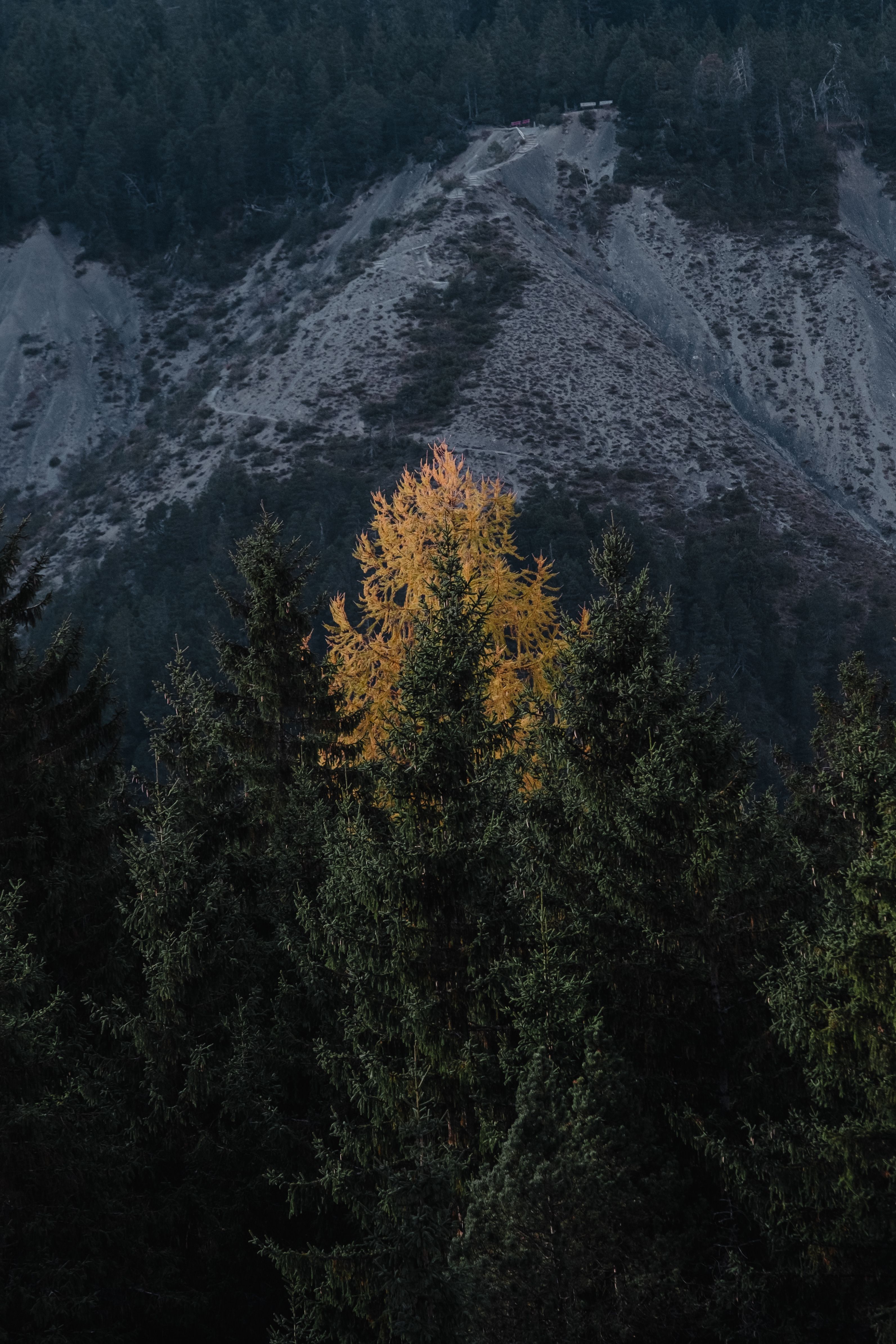Vibrant Autumn Tree in Dark Forest Landscape · Free Stock Photo