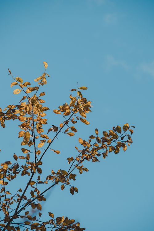 Free Golden autumn leaves on branches stand out vividly against a clear blue sky. Stock Photo