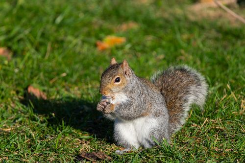Free A gray squirrel sits on grass in Canonsburg, Pennsylvania, eating a nut. Stock Photo