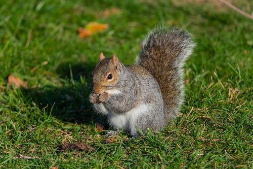 Free Close-up of a grey squirrel eating on grassy ground in Canonsburg, Pennsylvania. Stock Photo