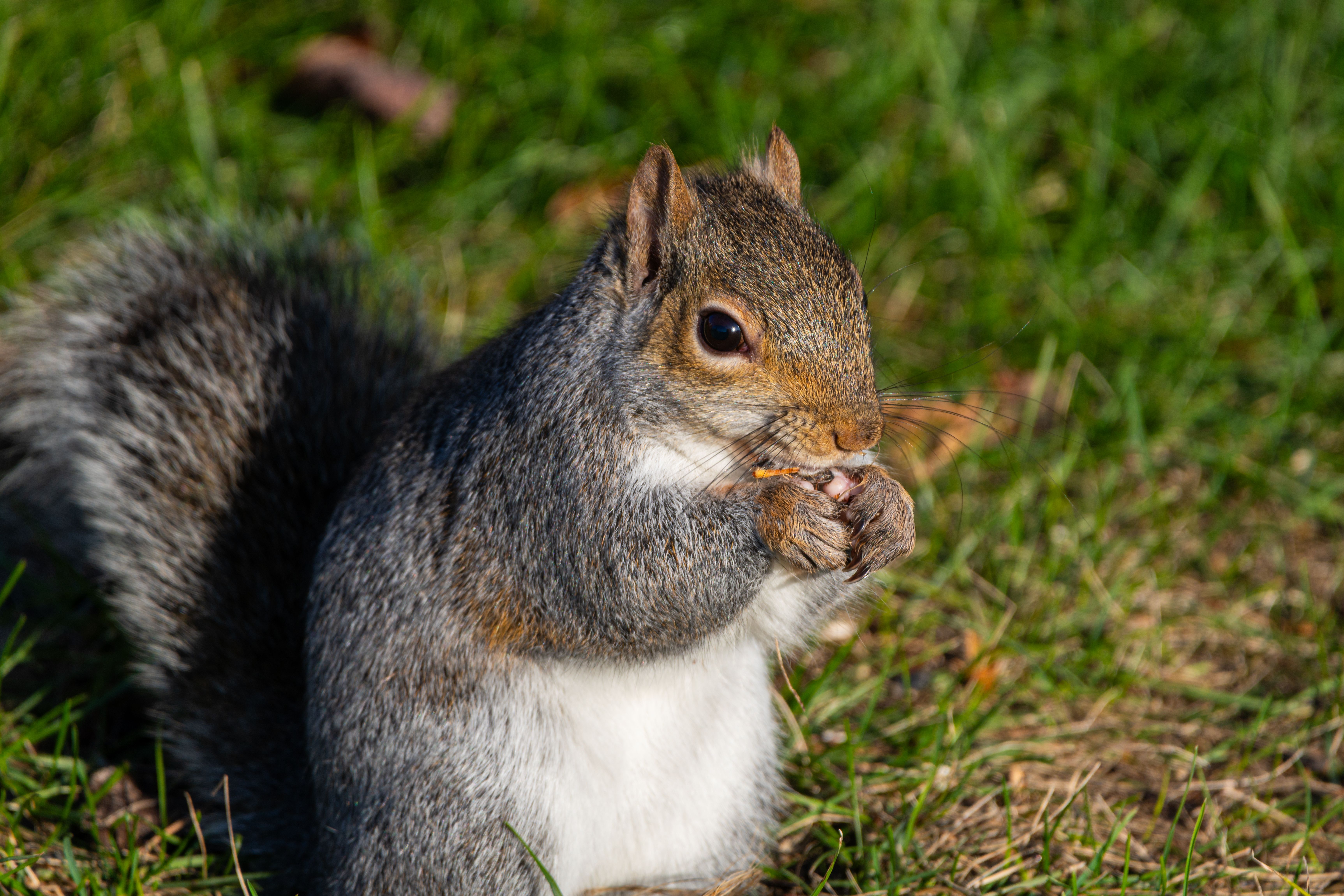 healthy squirrel meat