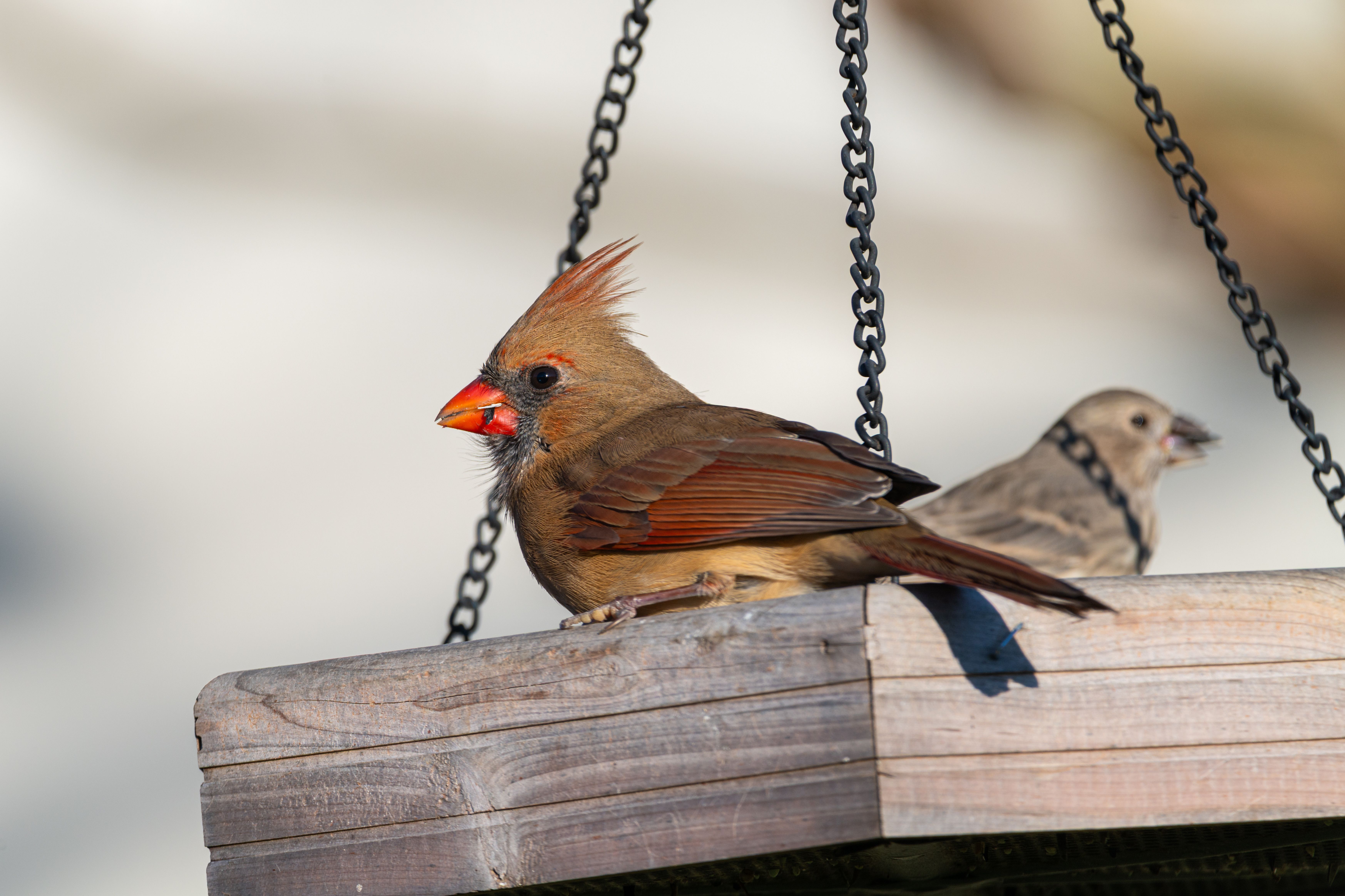 Female Cardinal and Finch on Bird Feeder · Free Stock Photo