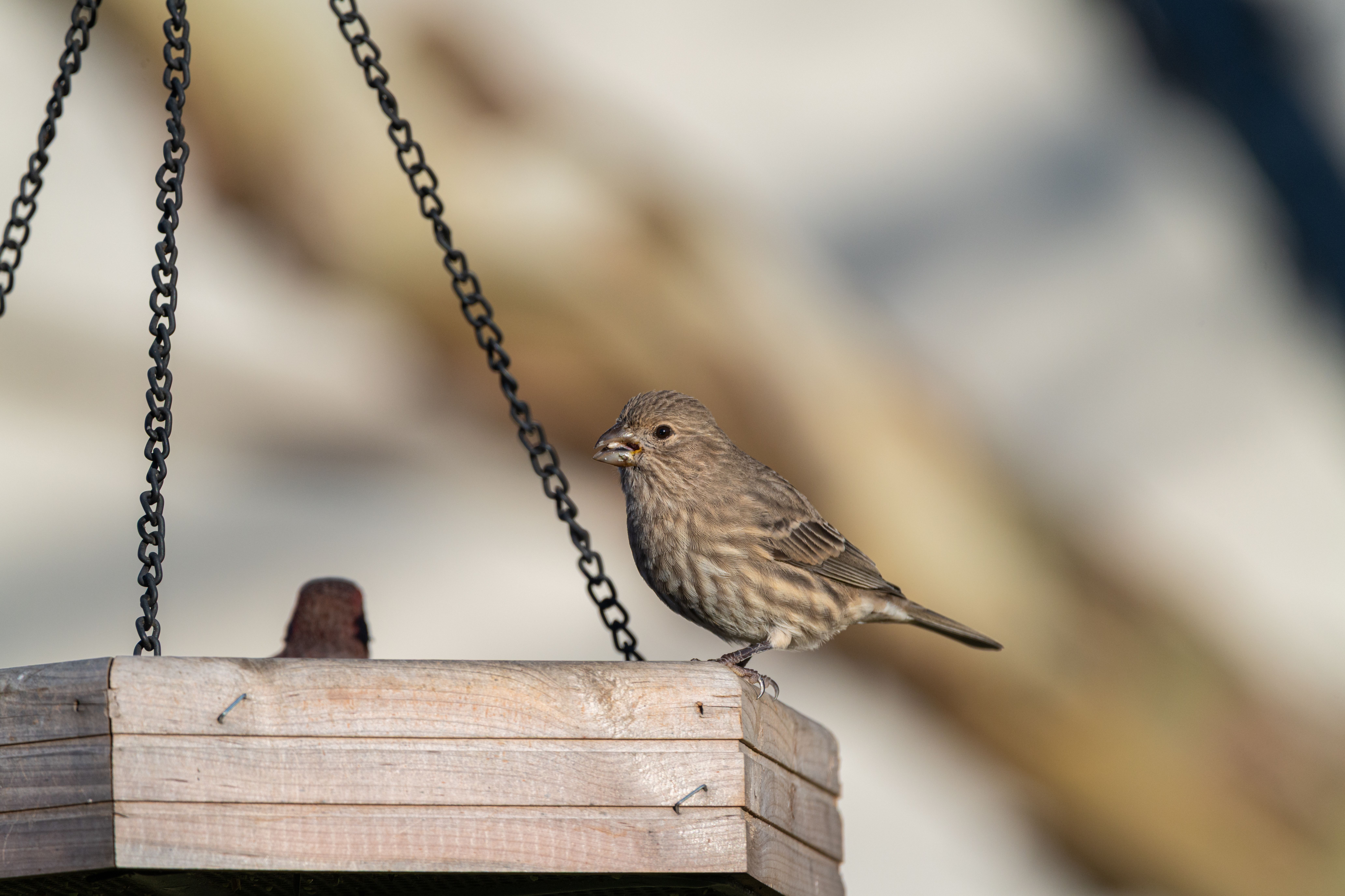First bird watching tour — step-by-step visual example