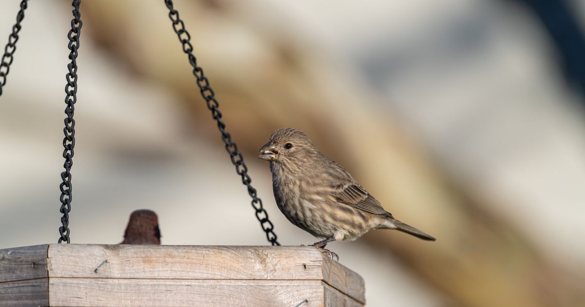 Attracting hummingbirds β step-by-step visual example