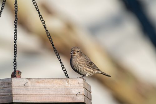 Free Close-up of a house finch perched on a wooden bird feeder outdoors in daylight. Stock Photo