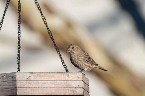 Free A house finch sits on a wooden bird feeder in Canonsburg, Pennsylvania. Stock Photo