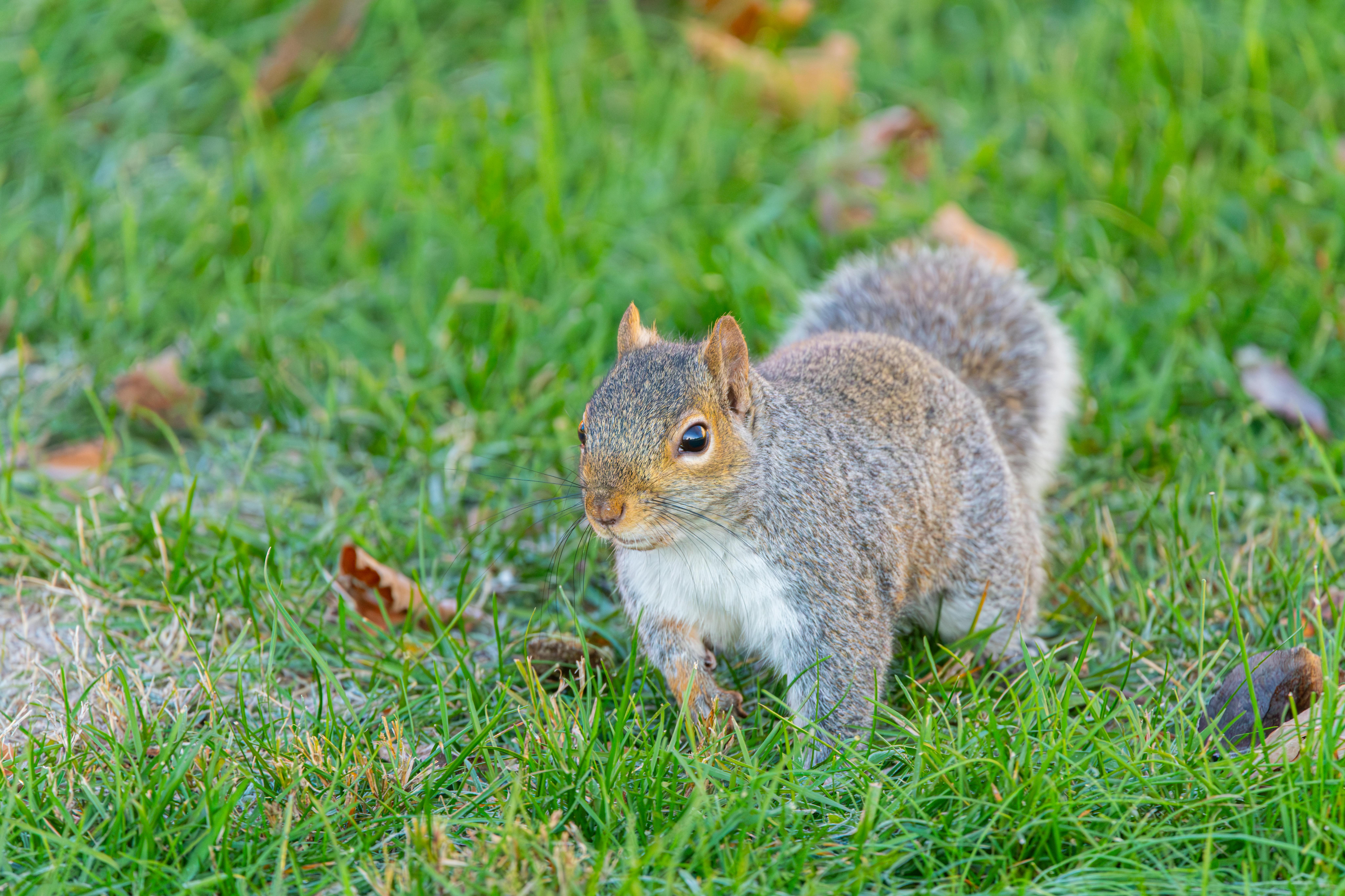 Best 2026 Wildlife Photography Deals: Camera ROI Analysis