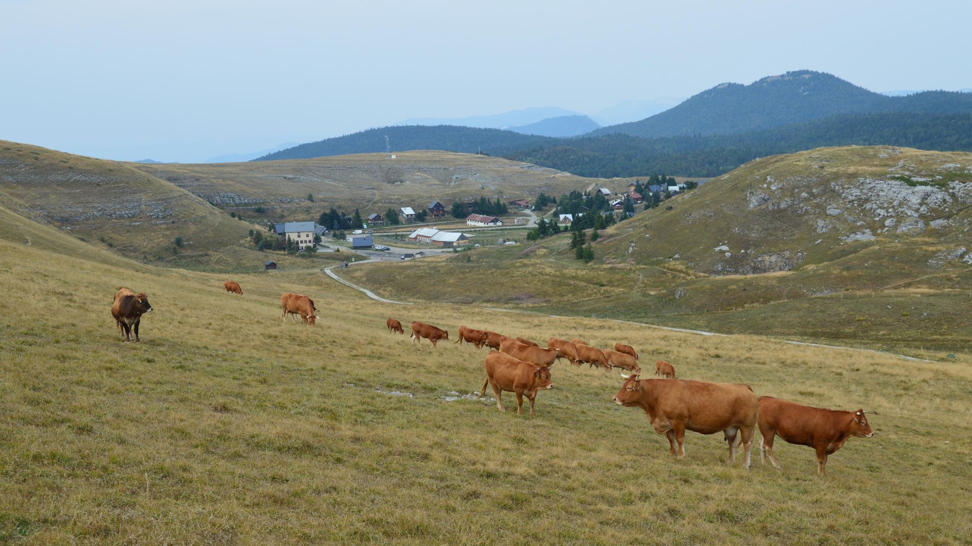 Vaches pâturant dans une estive de moyenne montagne