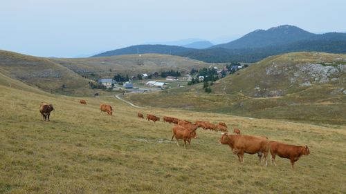 Free Scenic view of cows grazing in Bouvante, Auvergne-Rhône-Alpes, France. Stock Photo