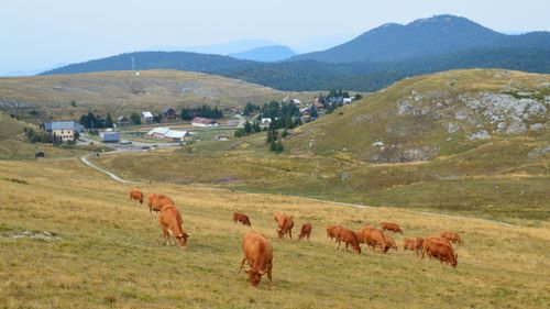 Free Scenic view of cattle grazing in the hilly countryside of Bouvante, Auvergne-Rhône-Alpes, France. Stock Photo